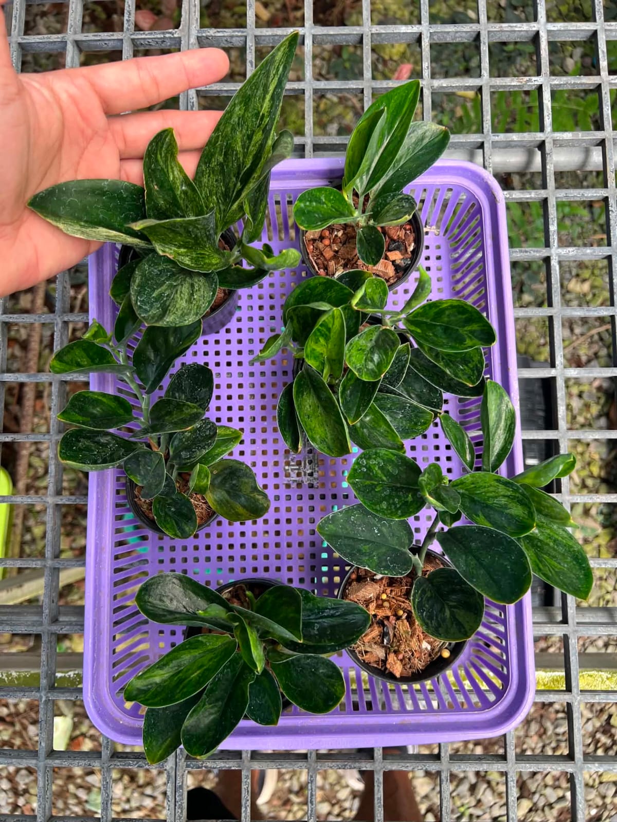Scindapsus Treubii Dark - Pre Order