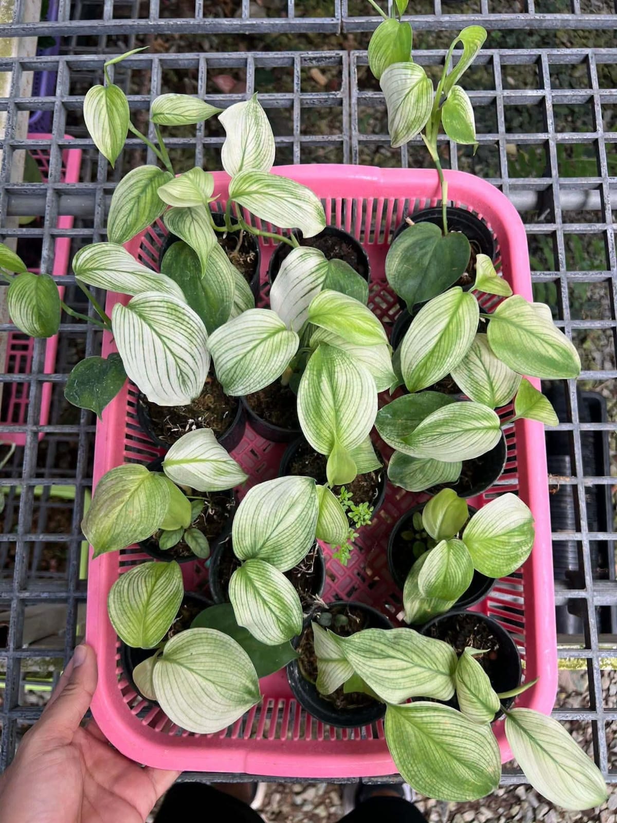 Scindapsus White Monster - Pre Order
