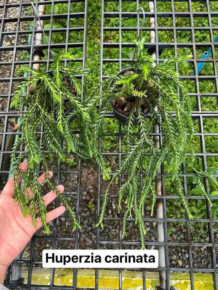 Huperzia Carinata - Pre Order