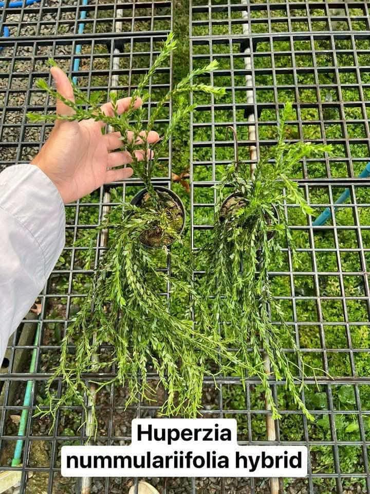 Huperzia Nummulariifolia Hybrid (Smaller Size)- Pre Order