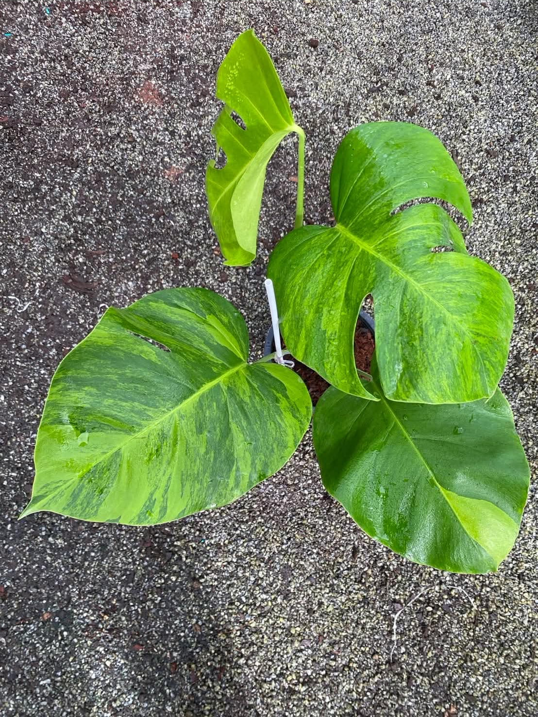 Monstera Borsigiana Green on Green C - Pre Order