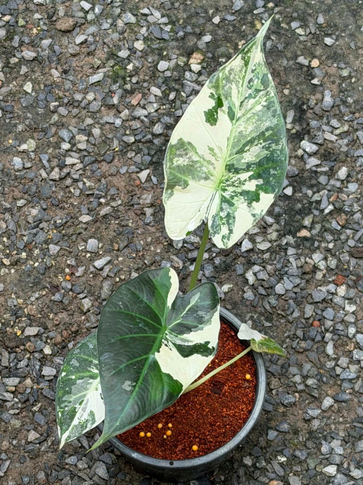 Alocasia Regal Shield Albo - Pre Order
