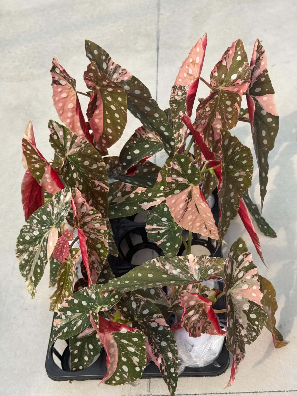 Begonia Maculata Variegated