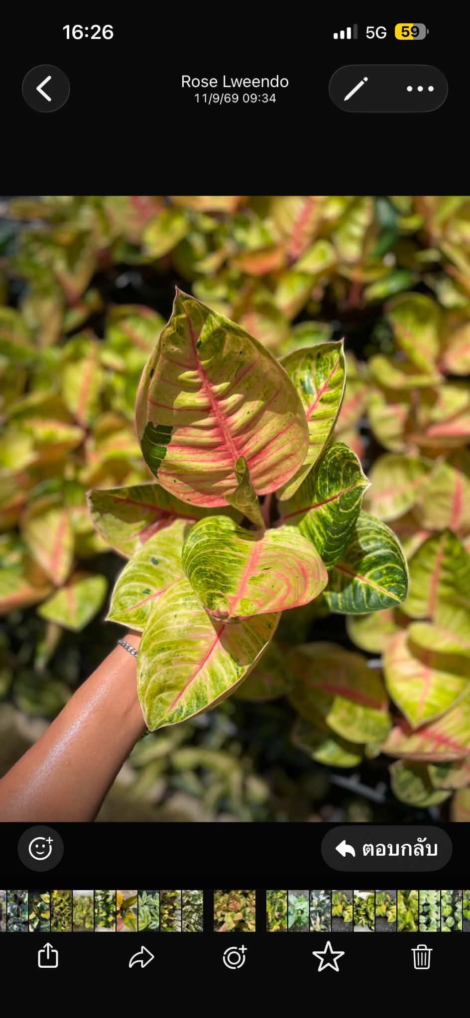 Aglaonema Ruaysap