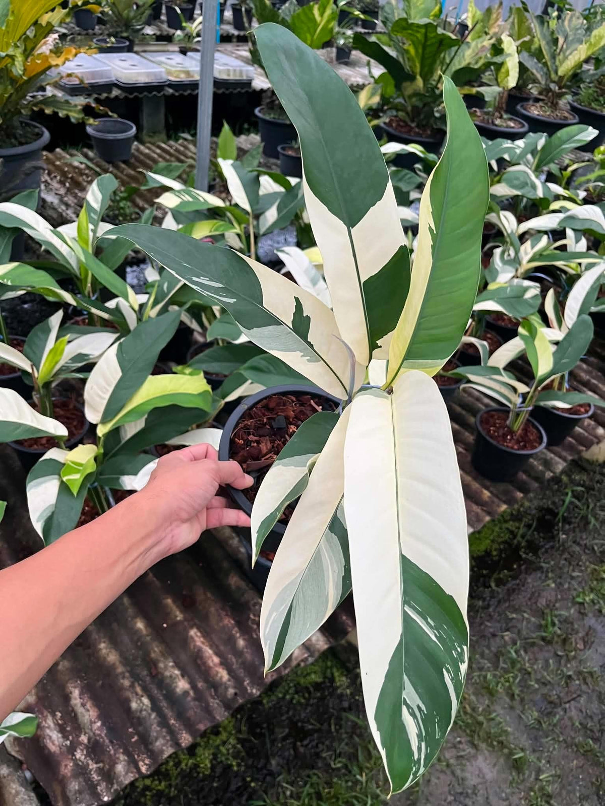 Epipremnum Giganteum Albo