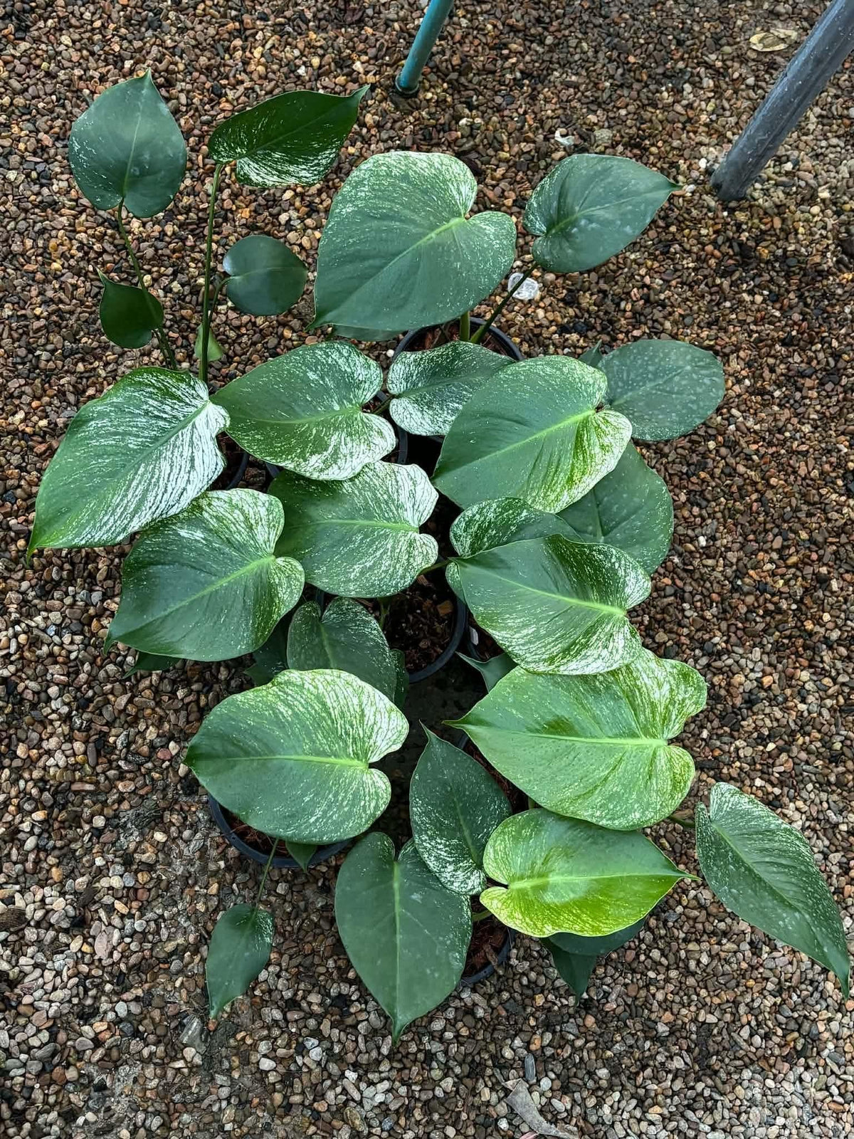 Monstera Devil (Small)