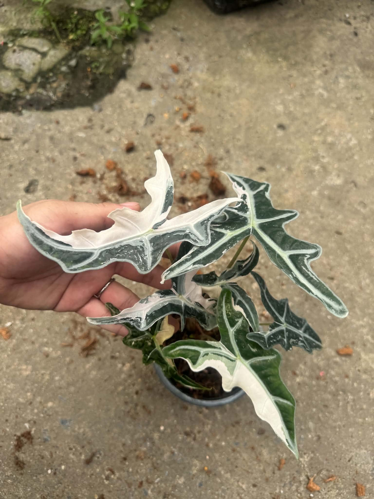 Alocasia Nobilis Pink
