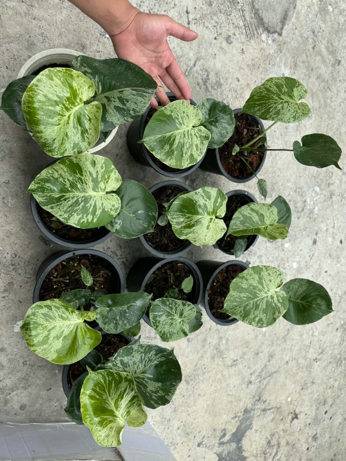 Monstera Bulbasaur