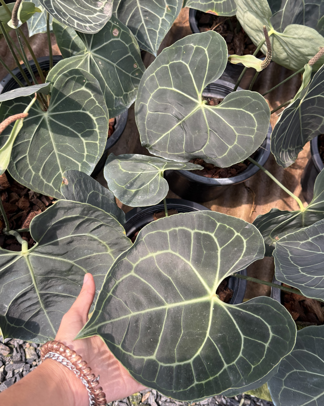 Anthurium heart leaves (Pre-Order)