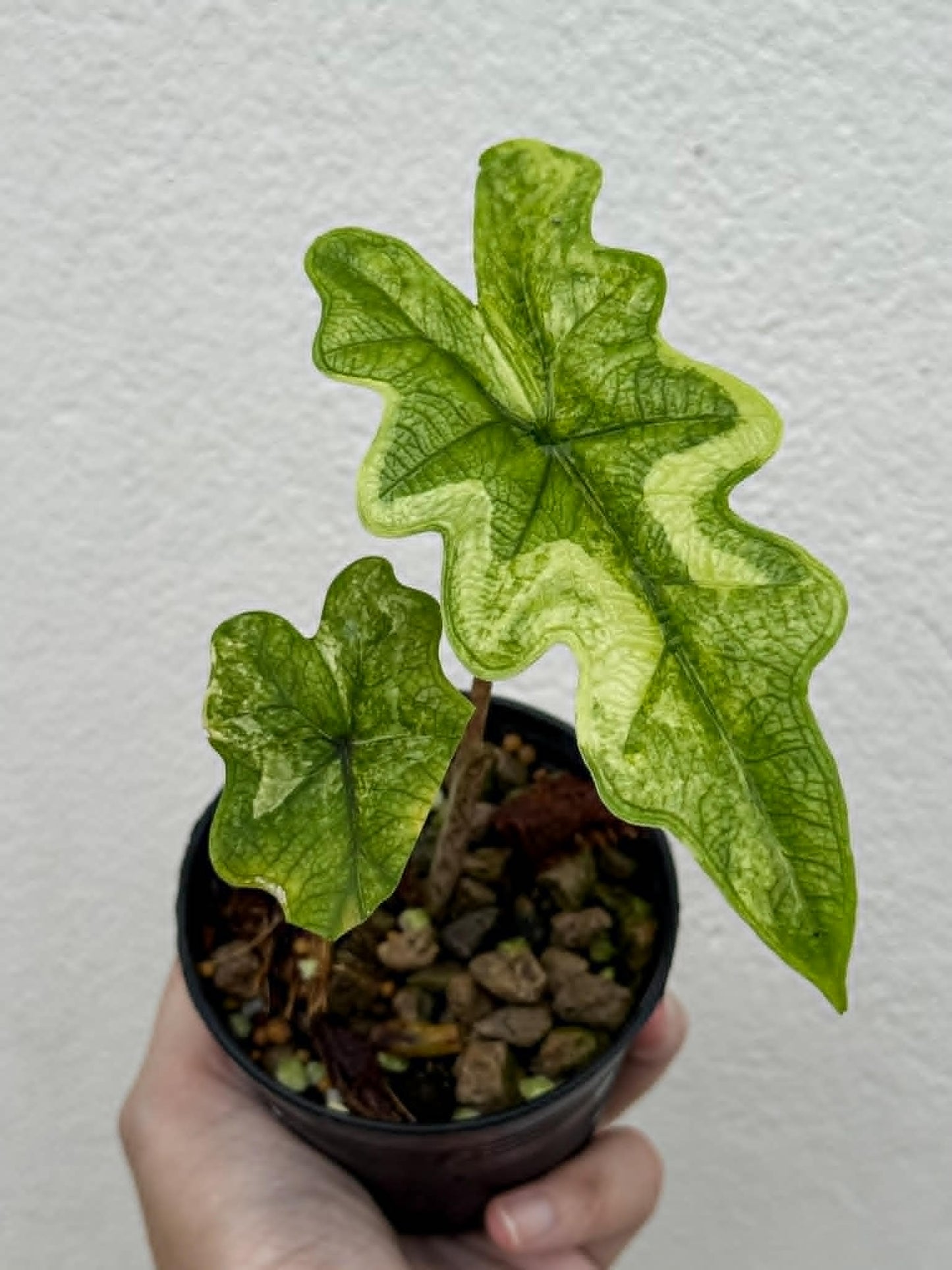 Alocasia Jacklyn Aurea - Pre Order