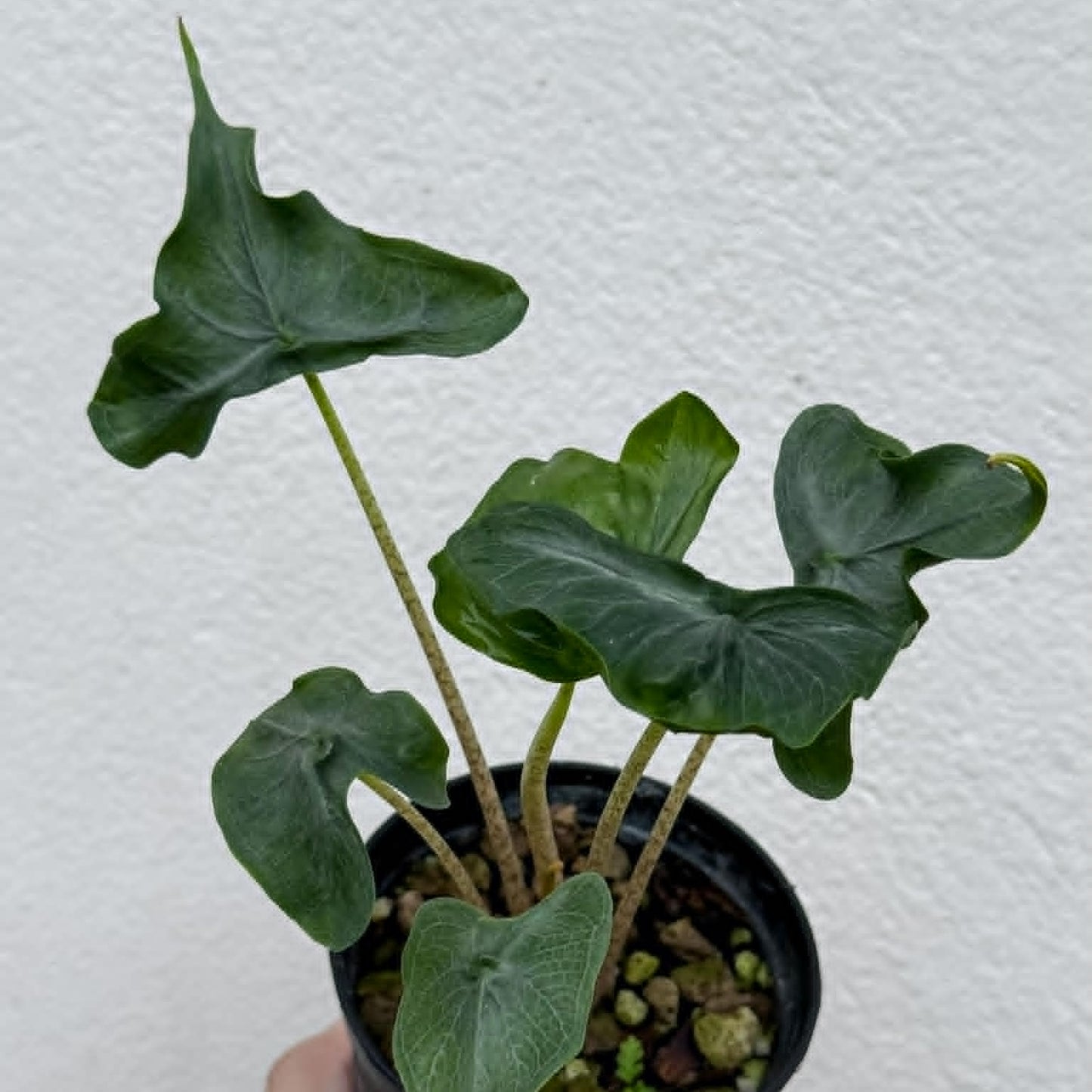Alocasia Holy Grail - Pre Order