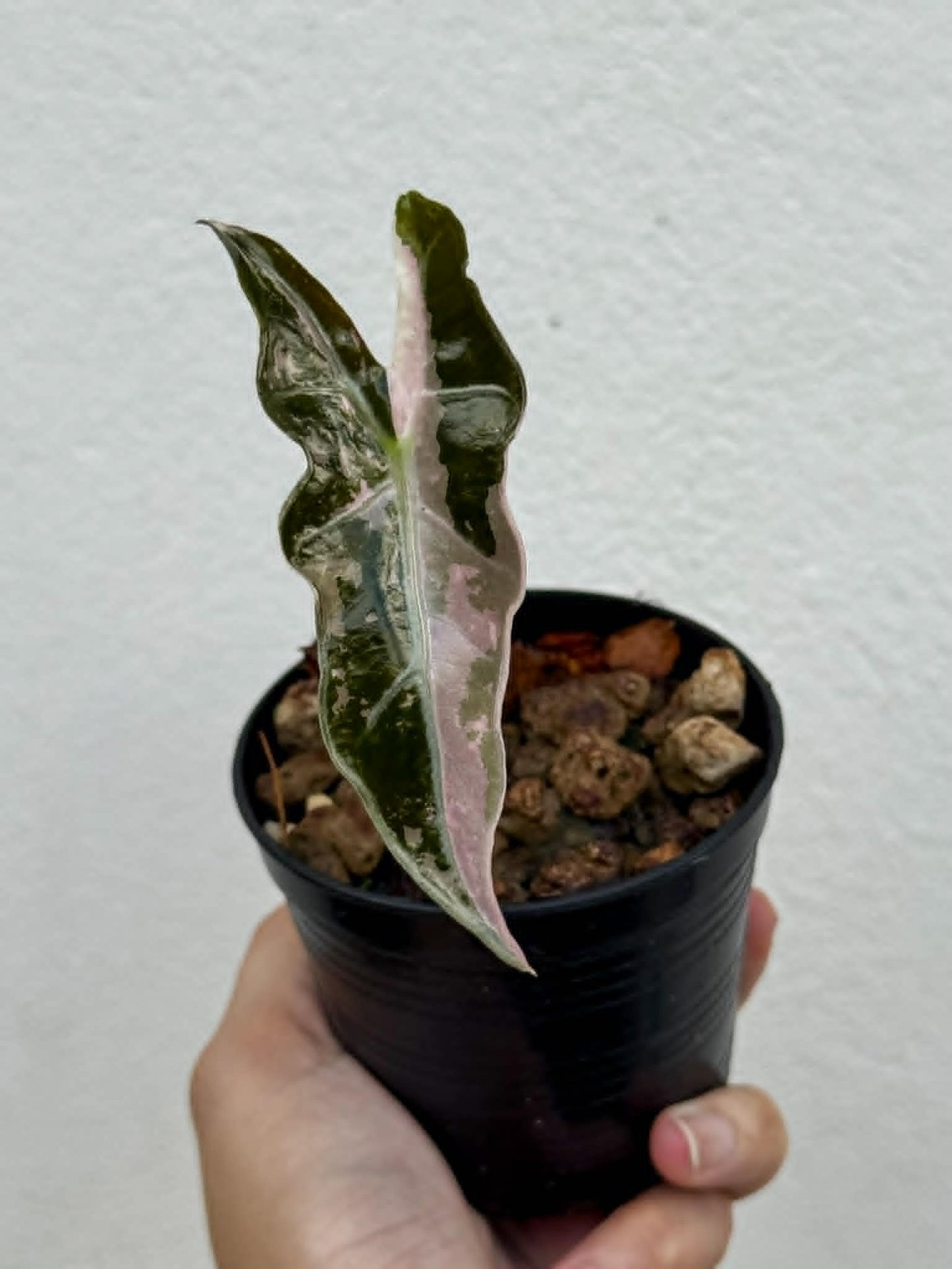 Alocasia Nobilis Pink (K-version) - Pre Order
