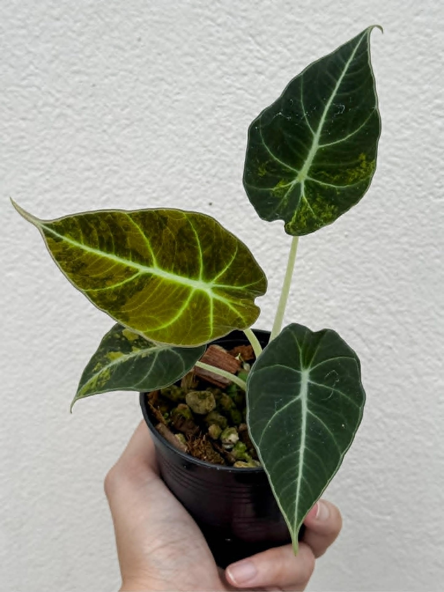 Alocasia Black Velvet Bright Aurea - Pre Order