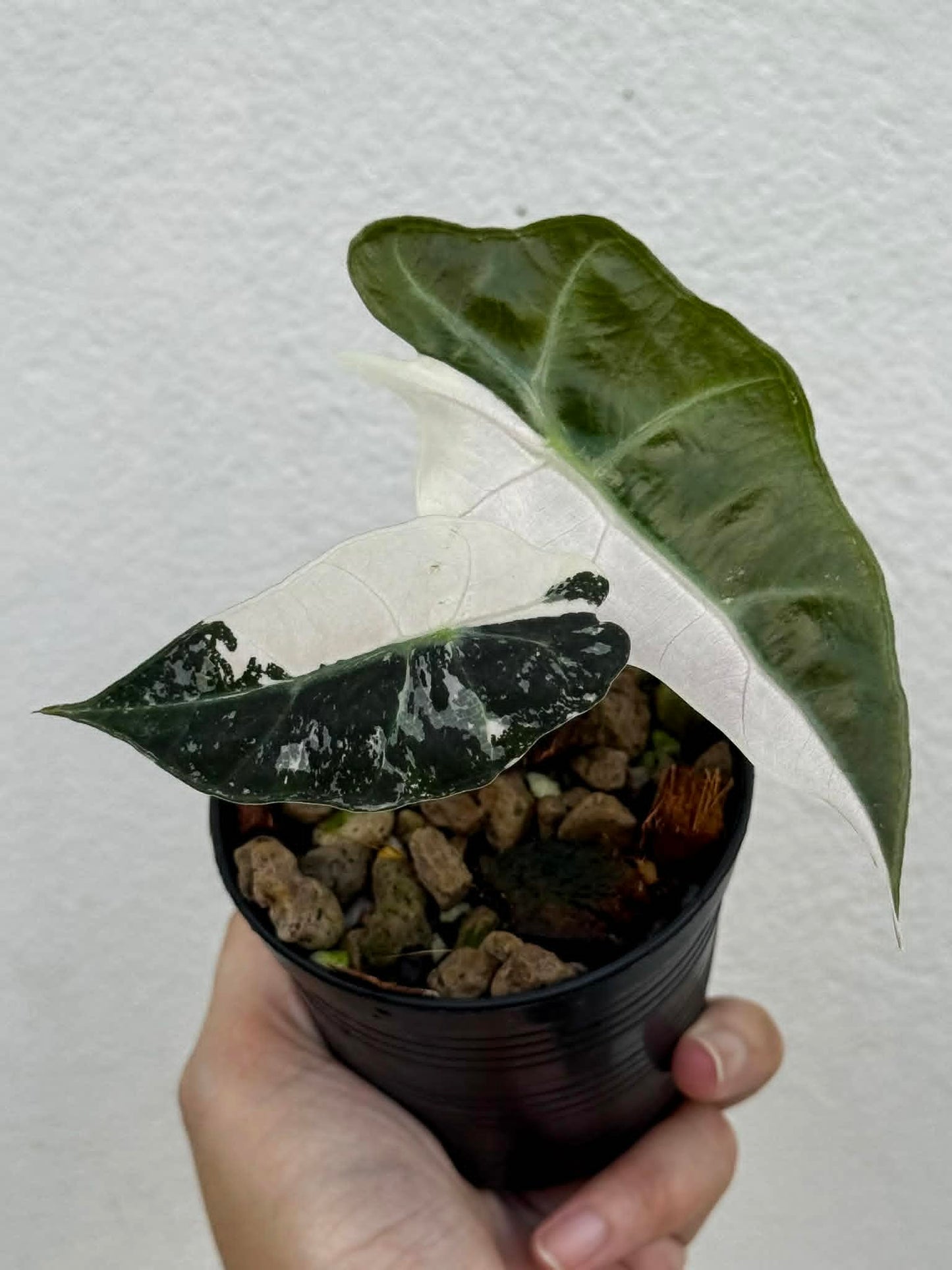 Alocasia Polly Pink - Pre Order