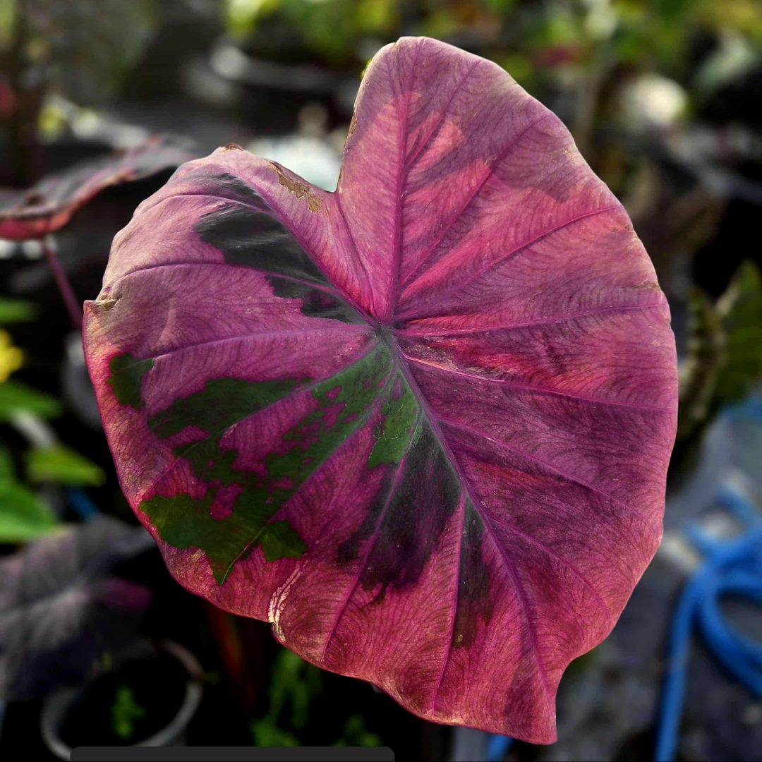 Colocasia Pink Powder - (PRE-ORDER)