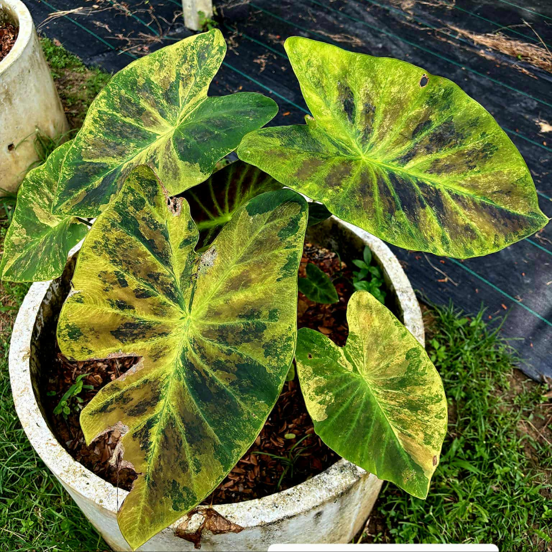 Colocasia Black Amber - (PRE-ORDER)