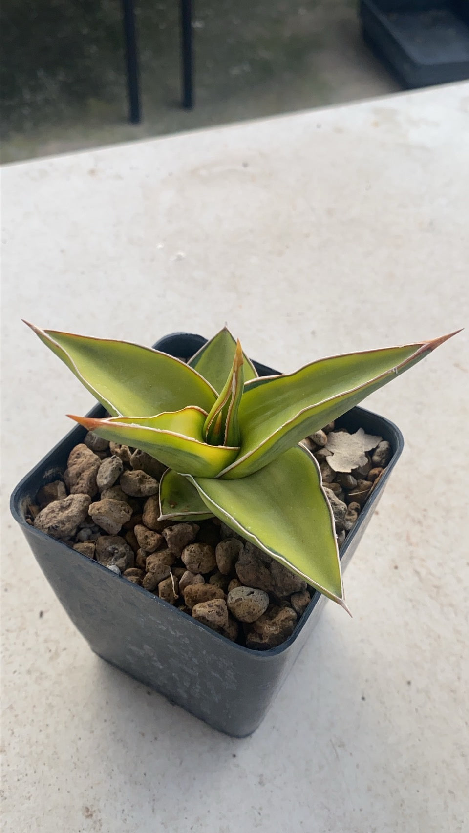 Rare Plant pre orders from Fuzzy Roots