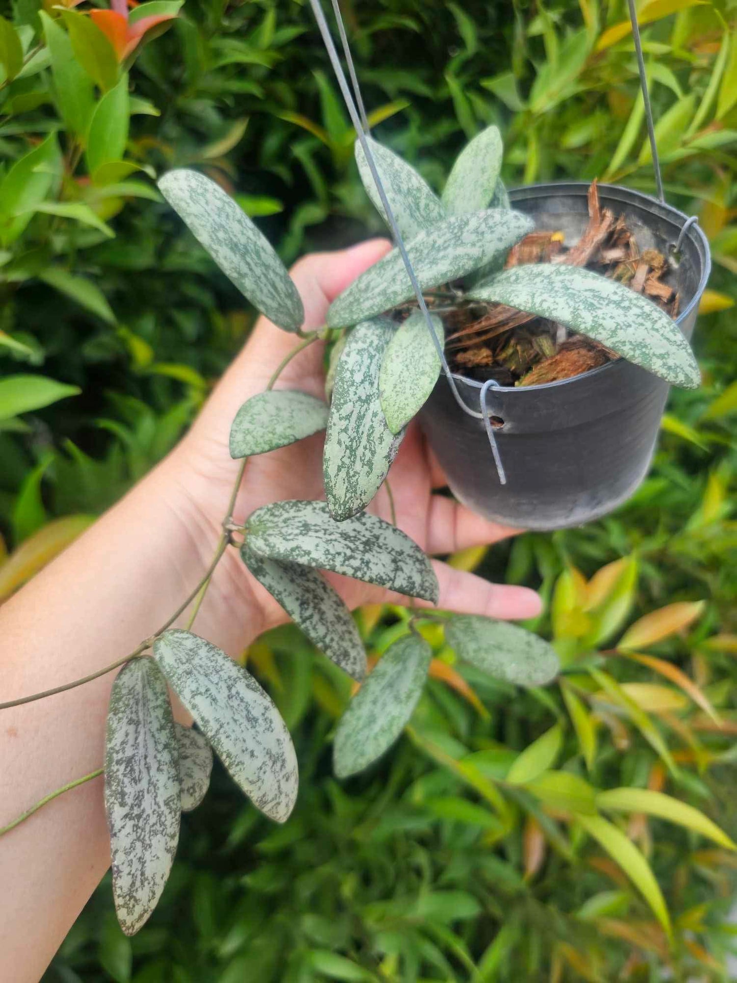 Rare Plant pre orders from Fuzzy Roots