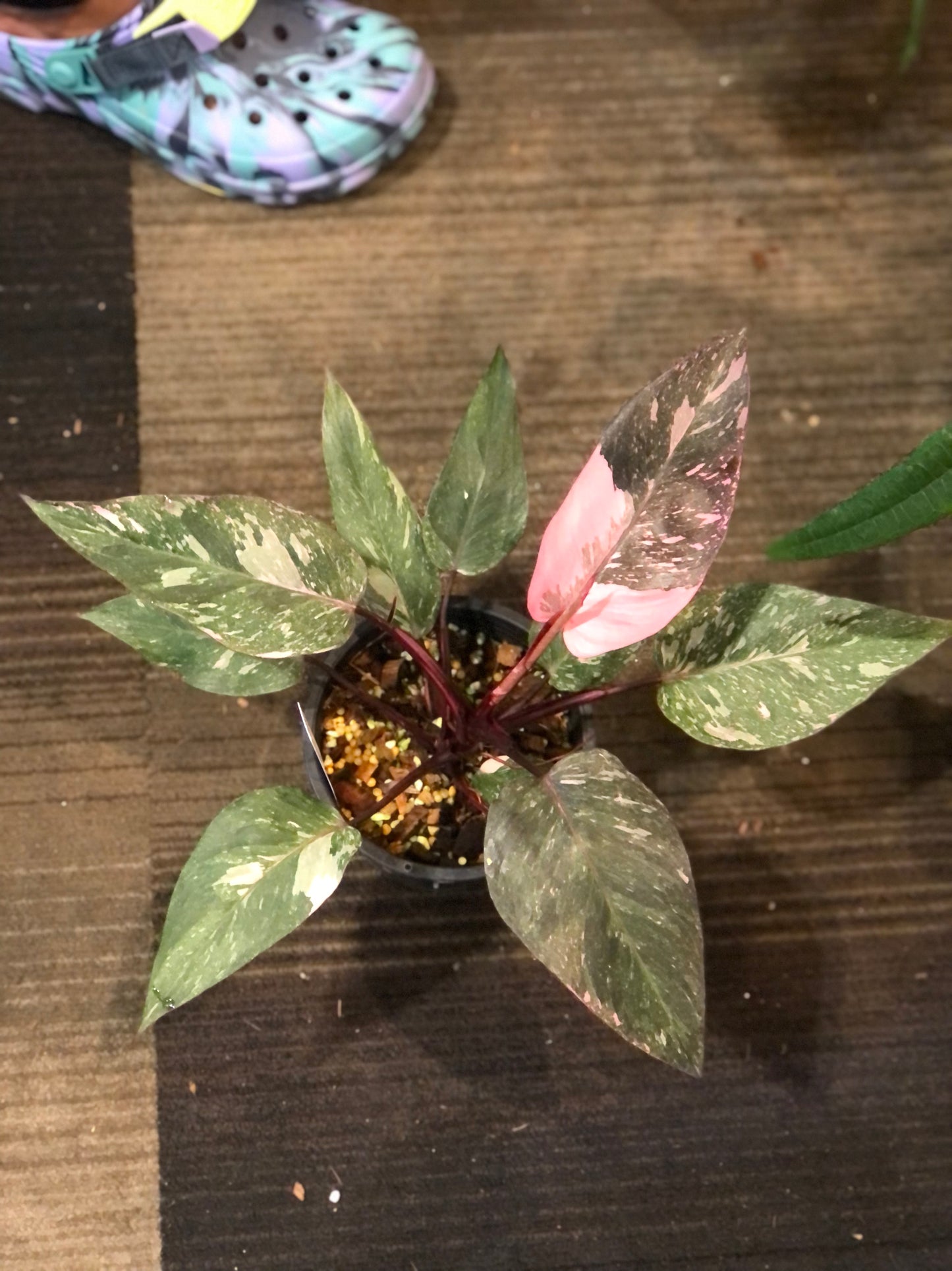 Rare Plant pre orders from Fuzzy Roots