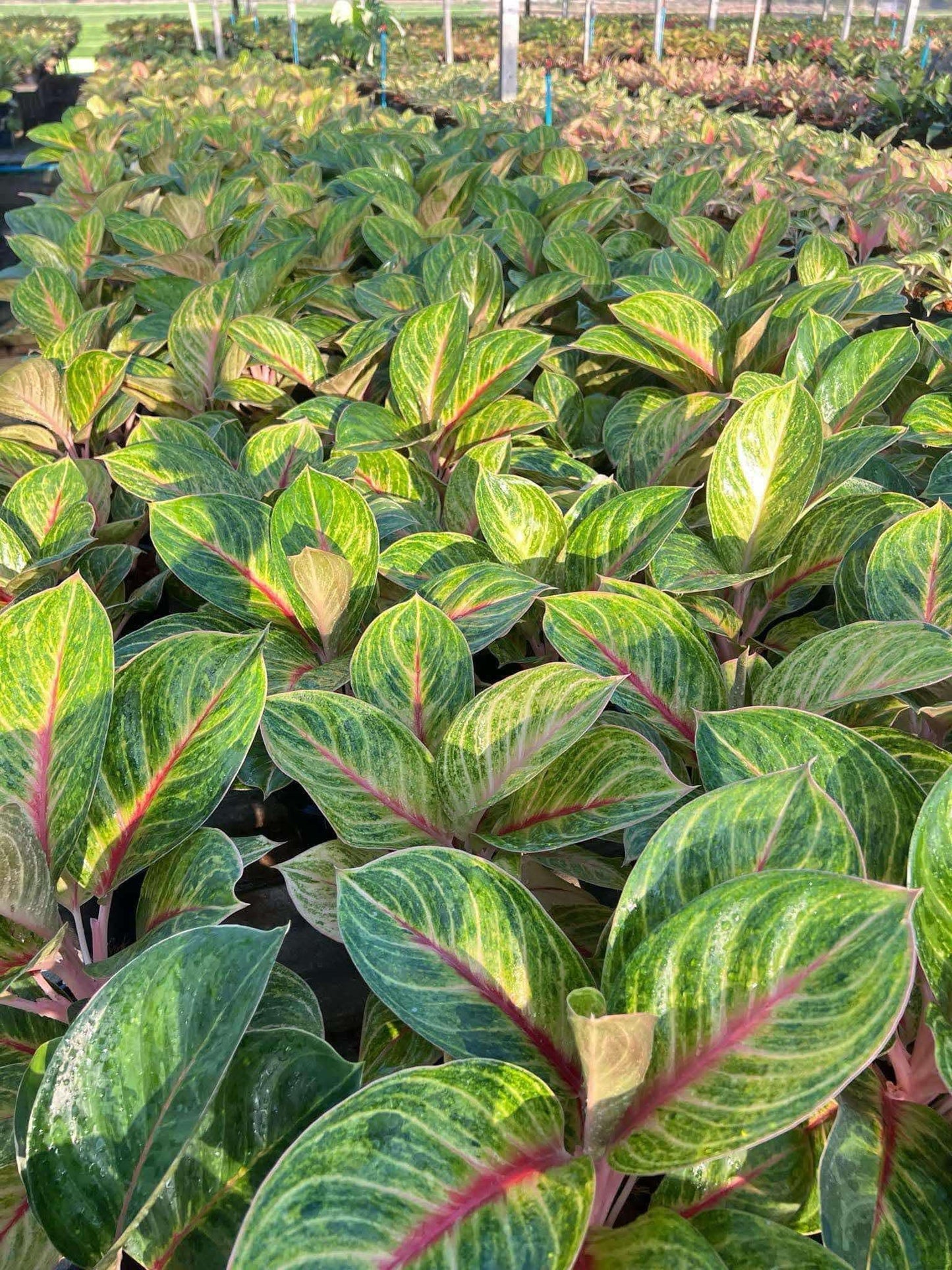 Rare Plant pre orders from Fuzzy Roots