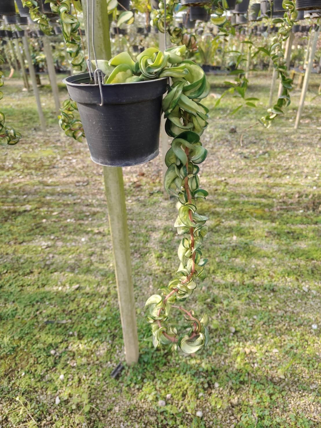 Rare Plant pre orders from Fuzzy Roots