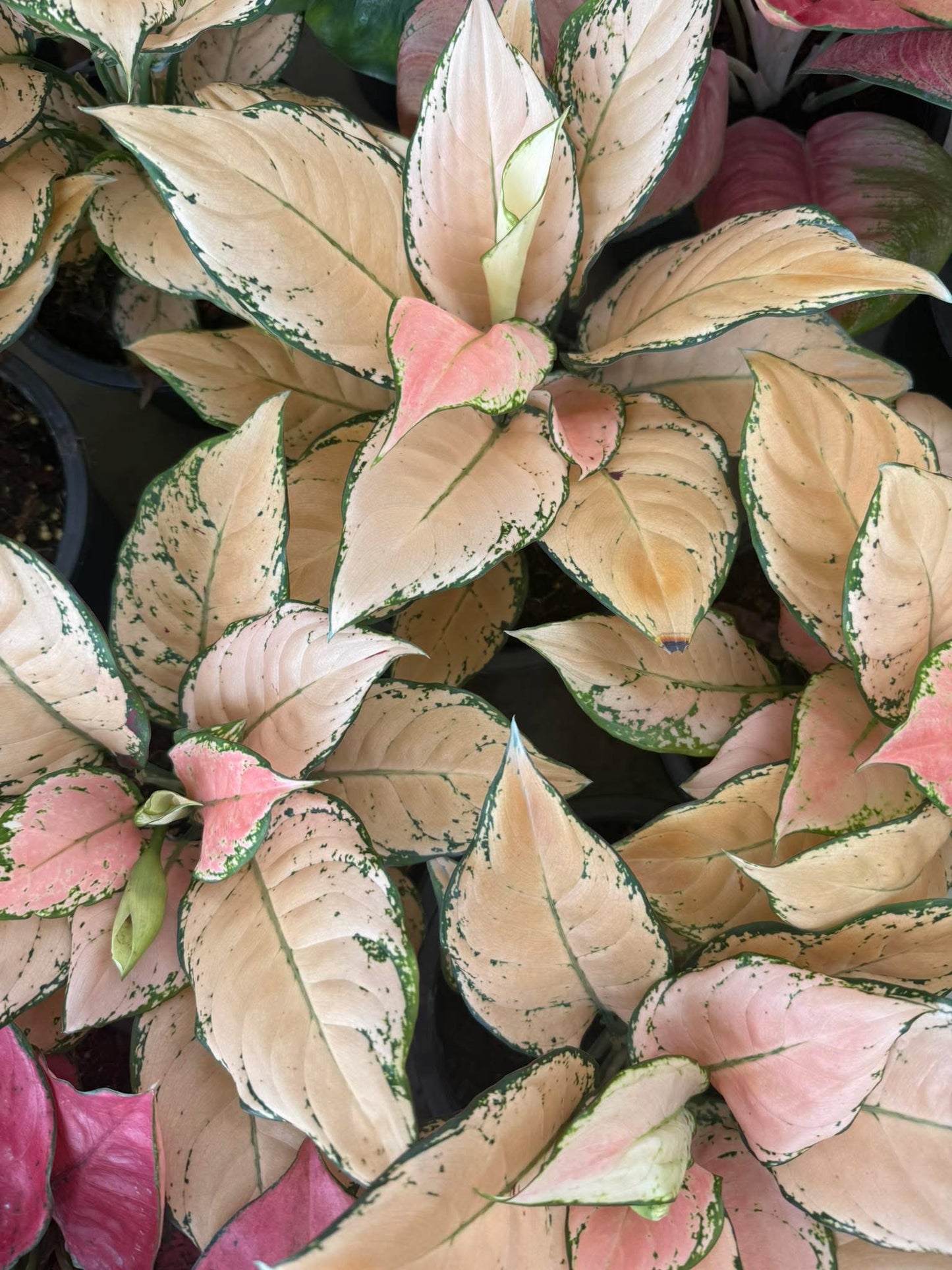 Rare Plant pre orders from Fuzzy Roots