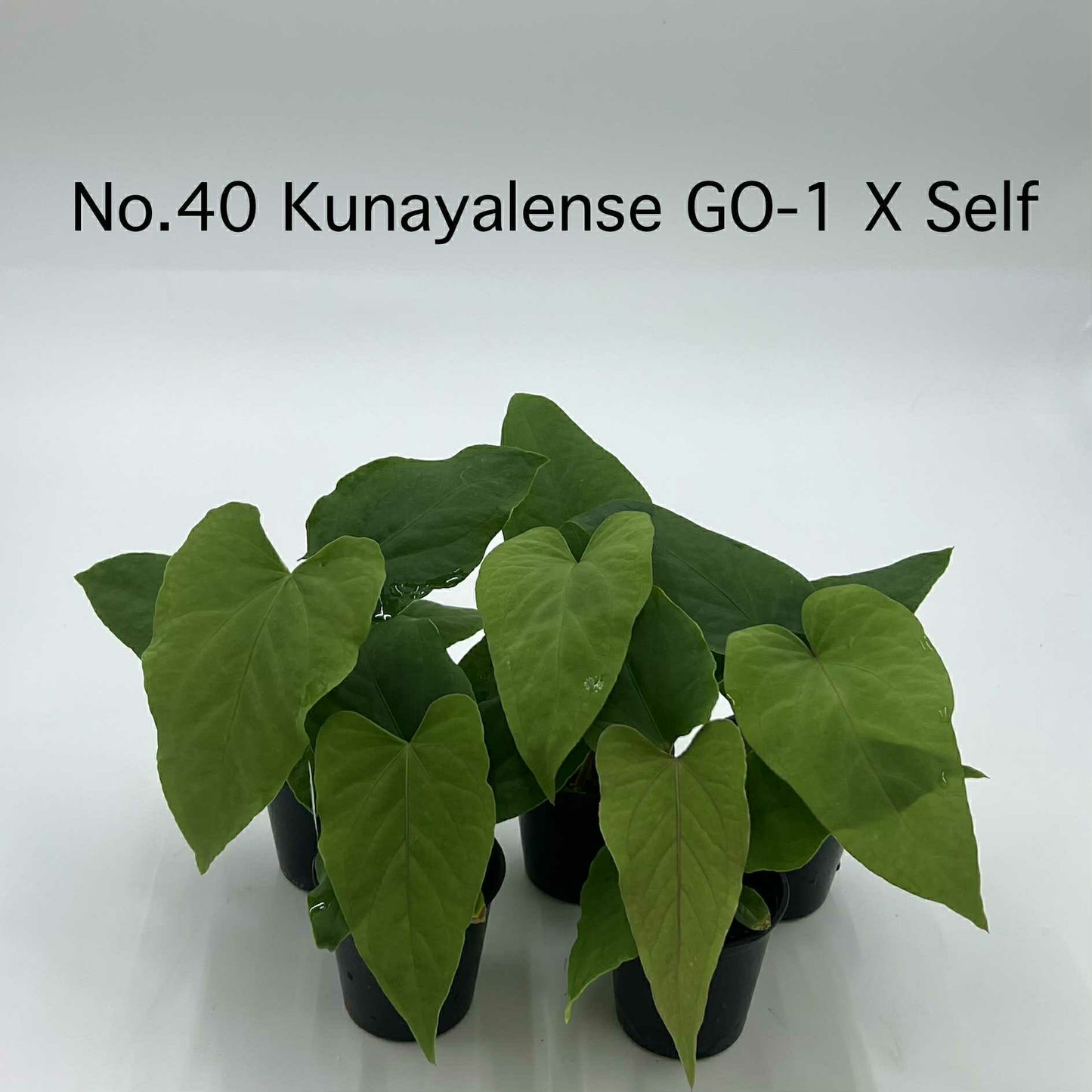 Rare Plant pre orders from Fuzzy Roots