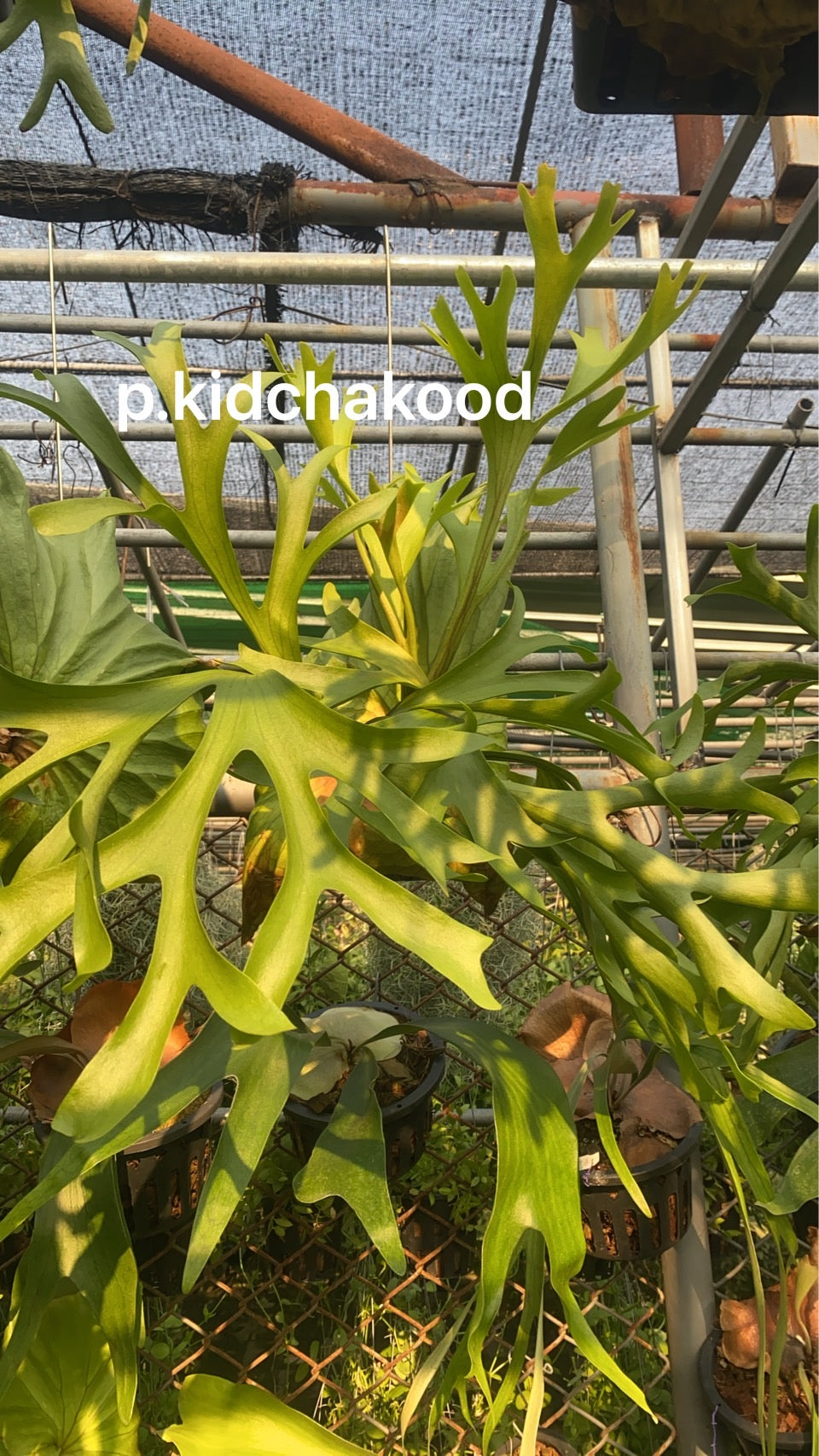 Rare Plant pre orders from Fuzzy Roots