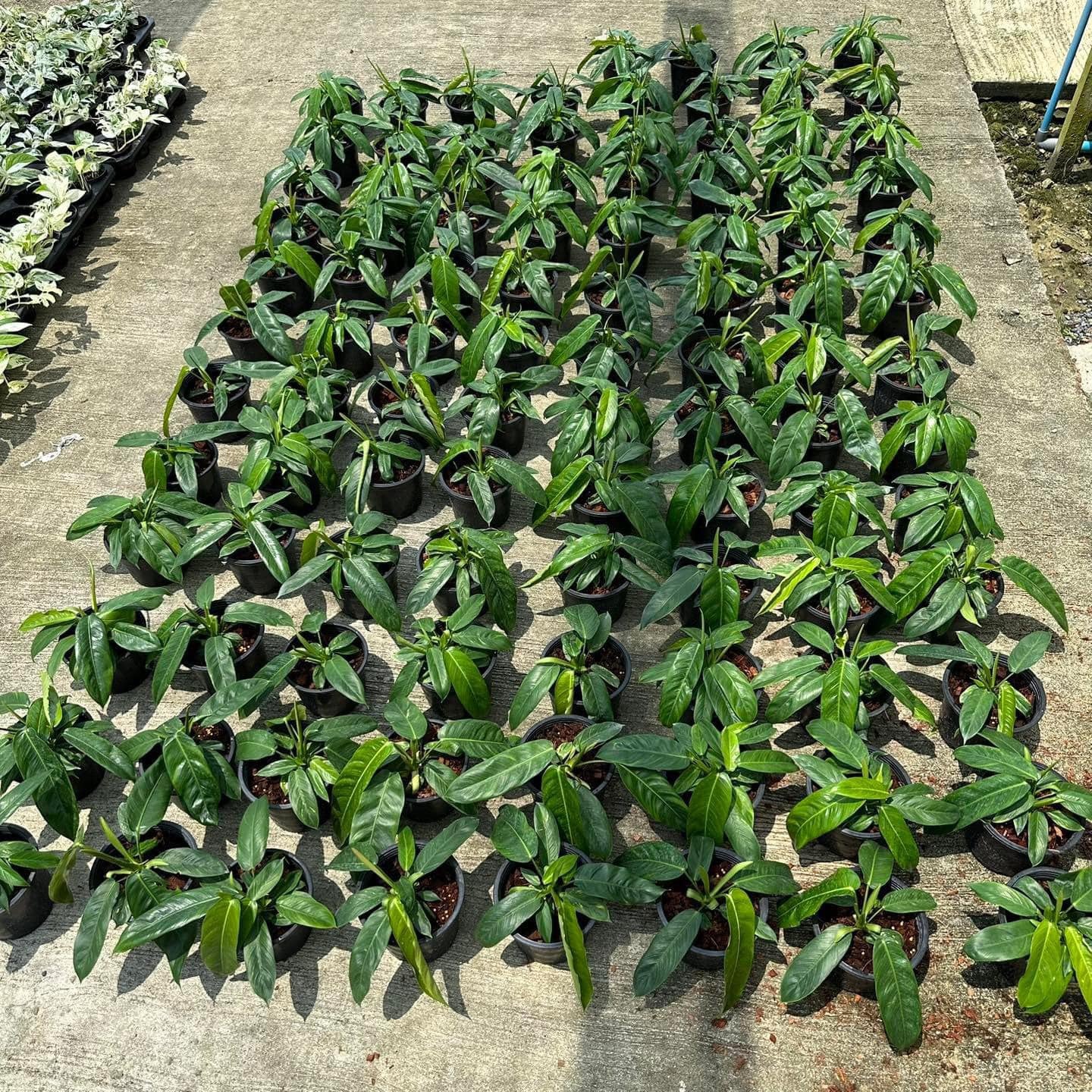 Rare Plant pre orders from Fuzzy Roots