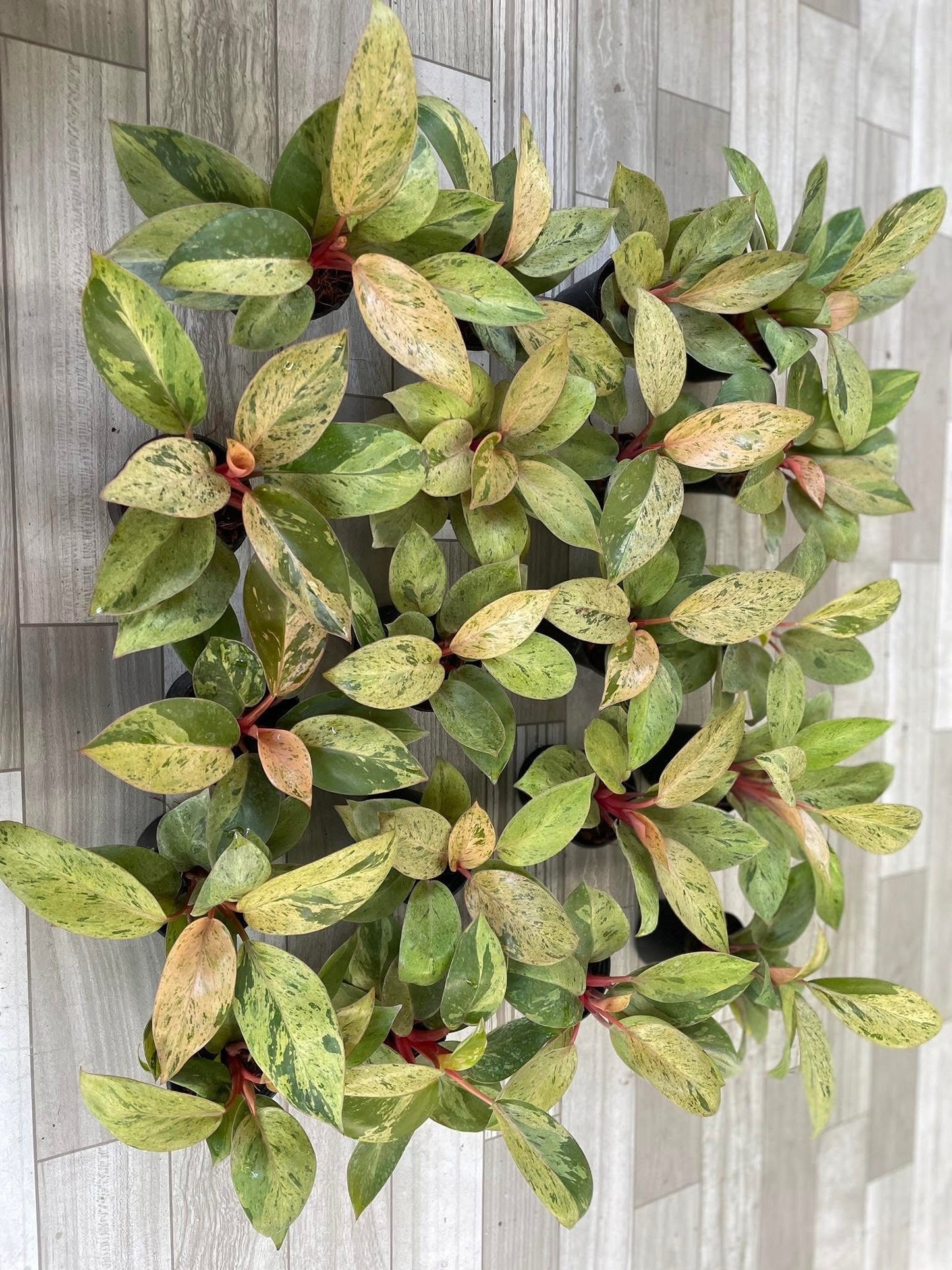 Rare Plant pre orders from Fuzzy Roots