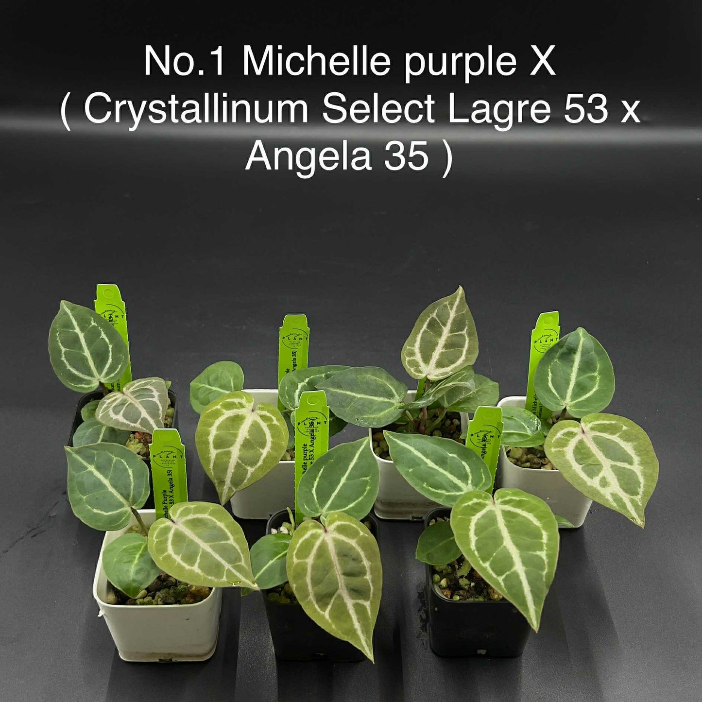 Rare Plant pre orders from Fuzzy Roots