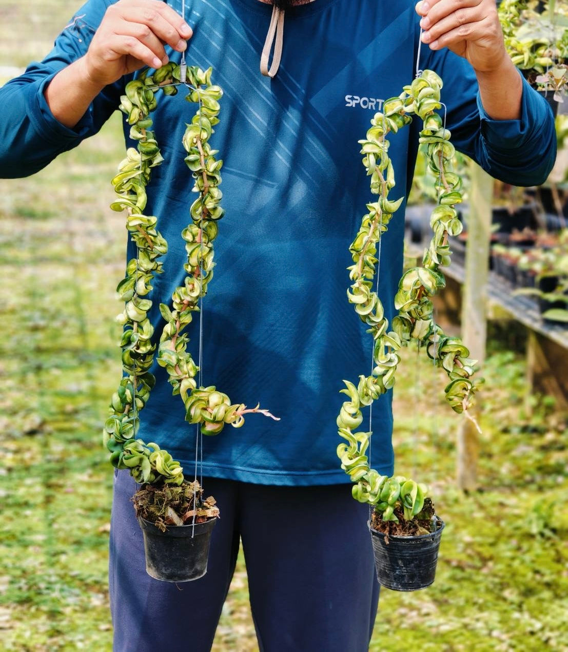 Rare Plant pre orders from Fuzzy Roots