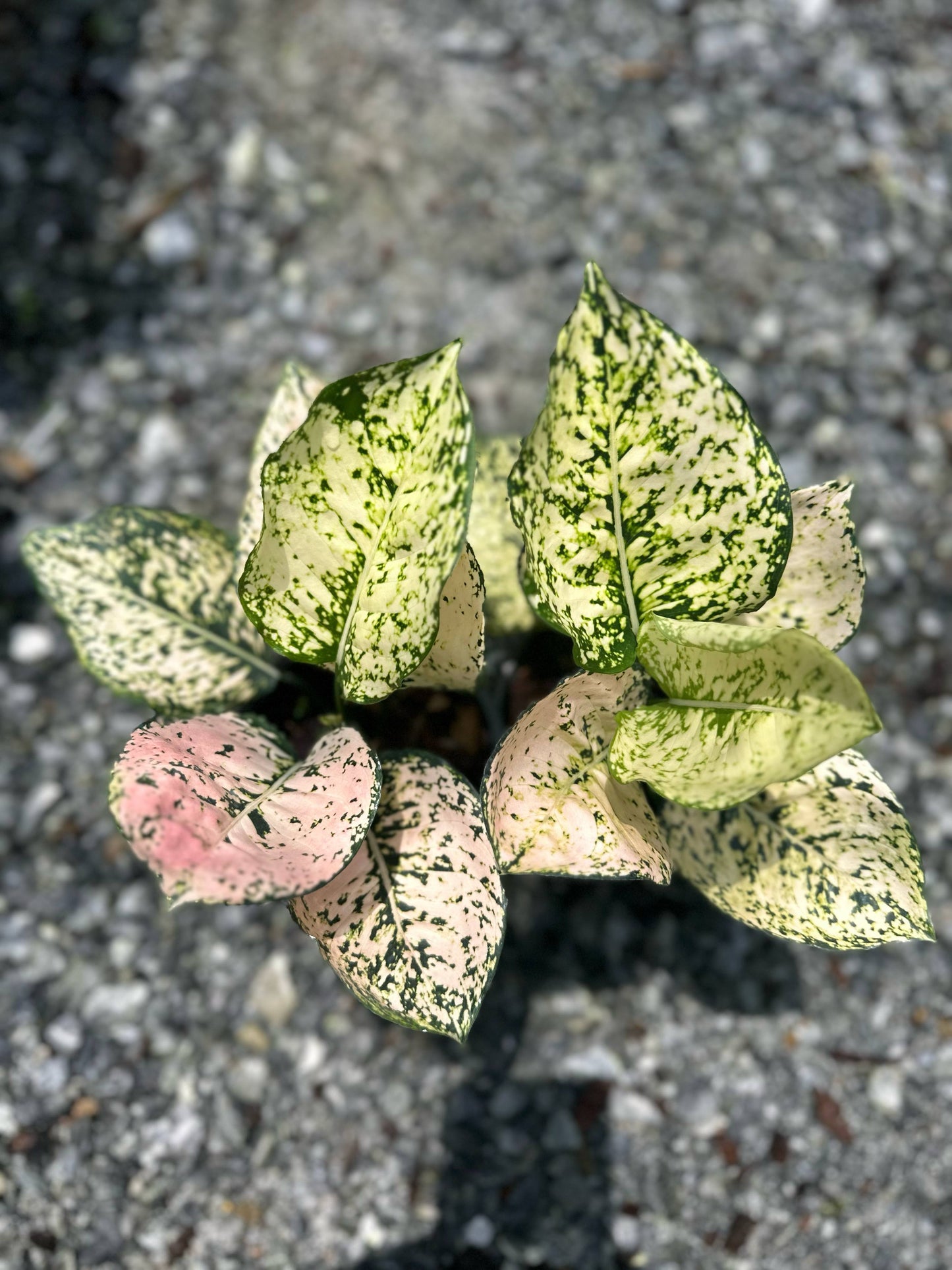 Rare Plant pre orders from Fuzzy Roots