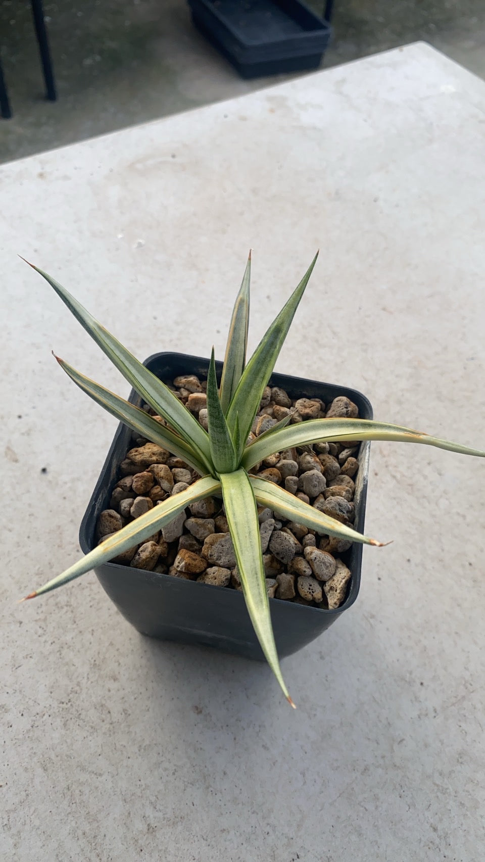Rare Plant pre orders from Fuzzy Roots