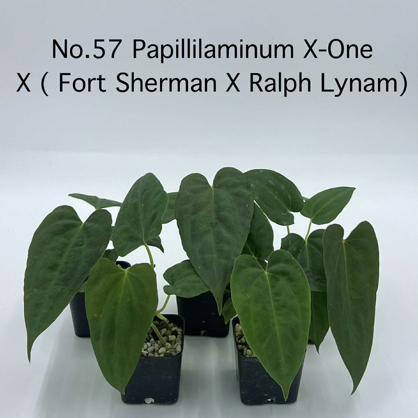 Rare Plant pre orders from Fuzzy Roots