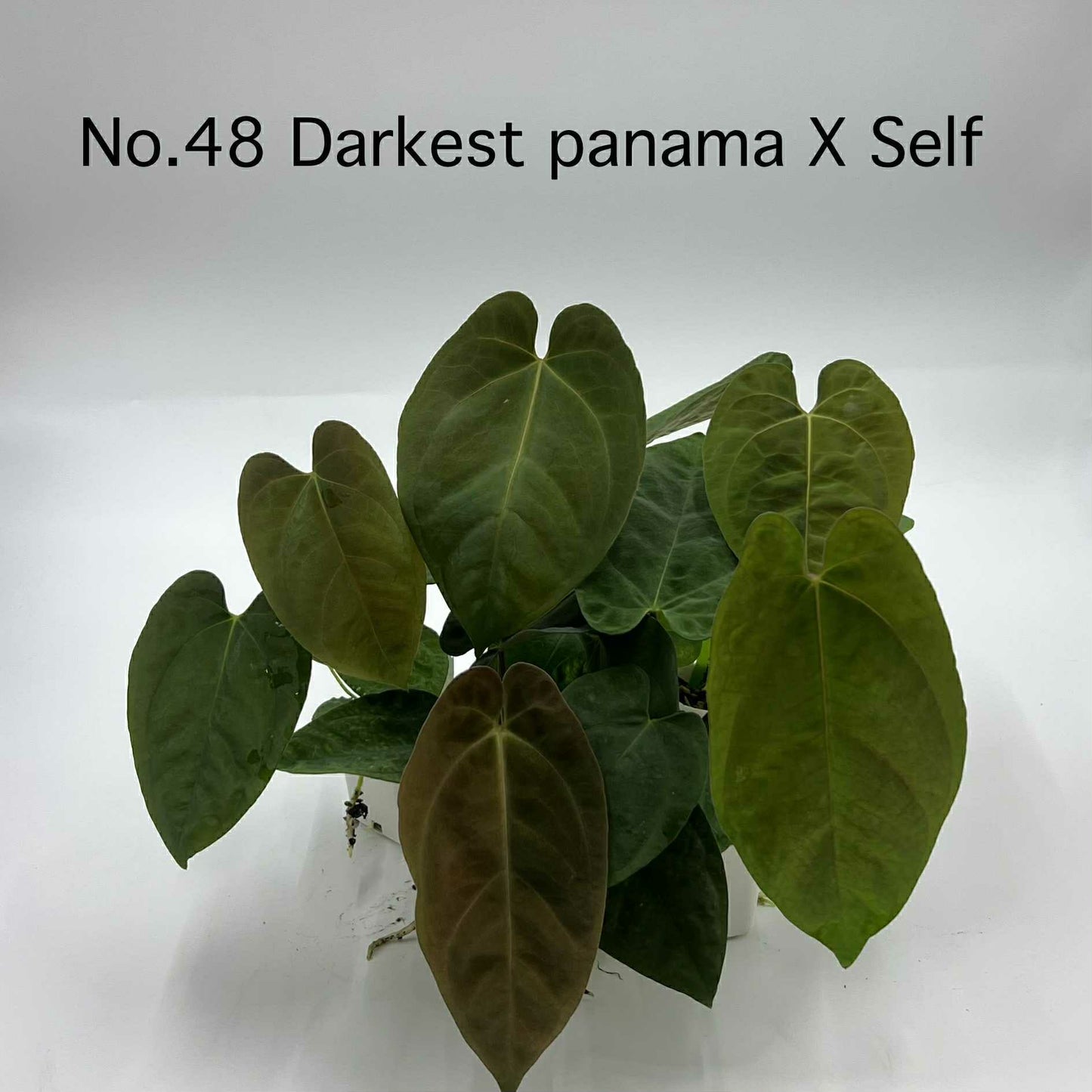 Rare Plant pre orders from Fuzzy Roots