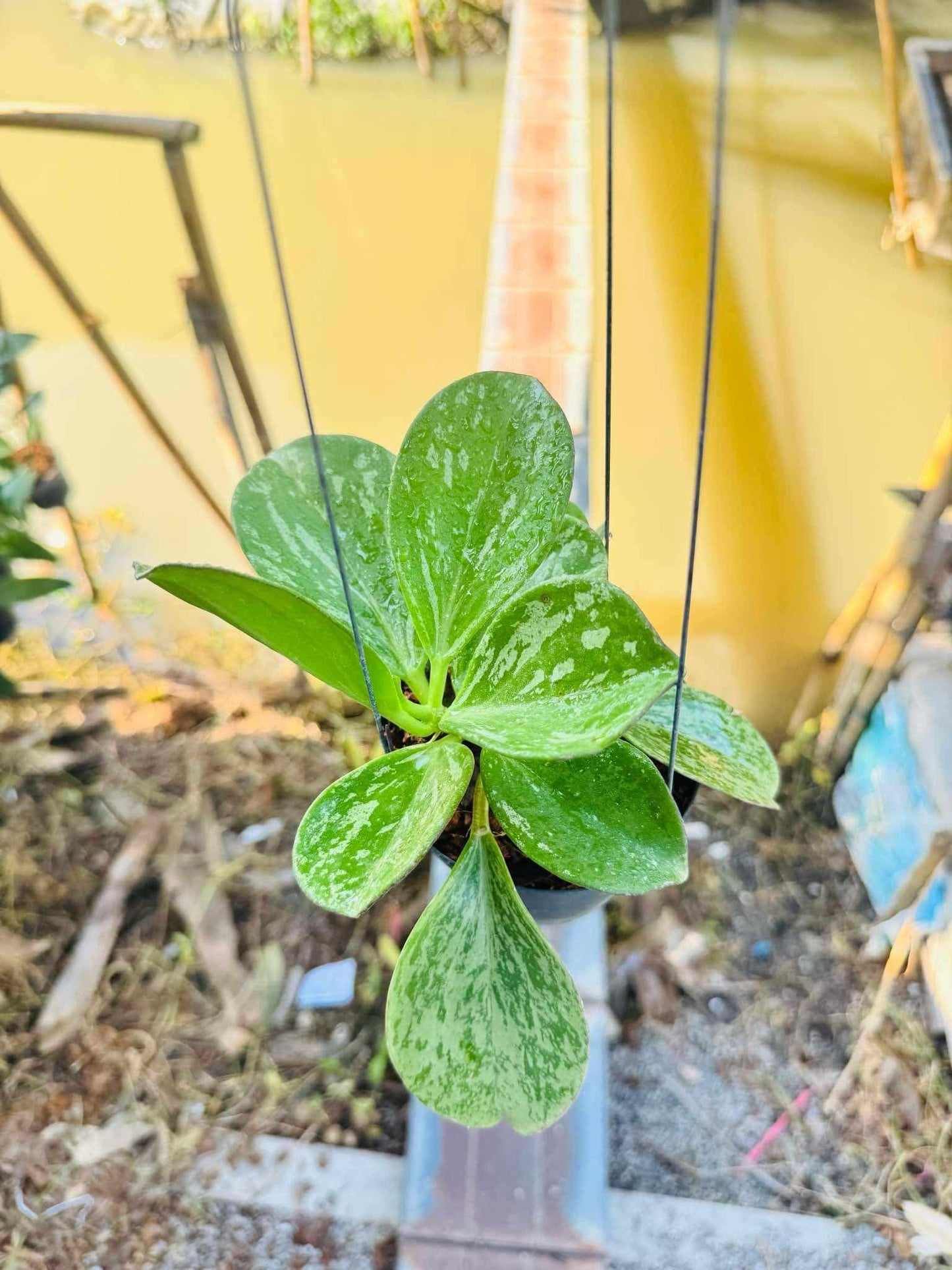 Rare Plant pre orders from Fuzzy Roots