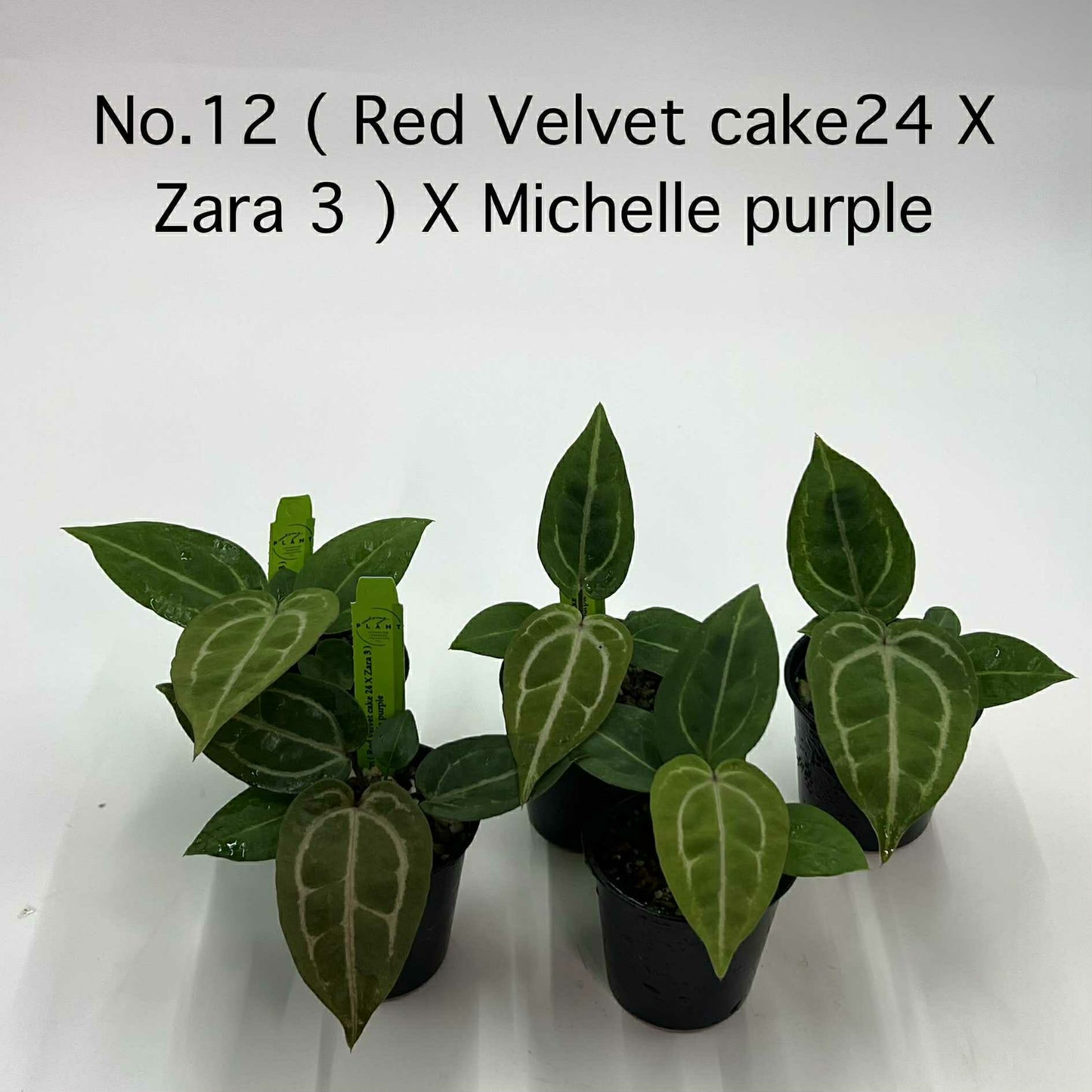 Rare Plant pre orders from Fuzzy Roots