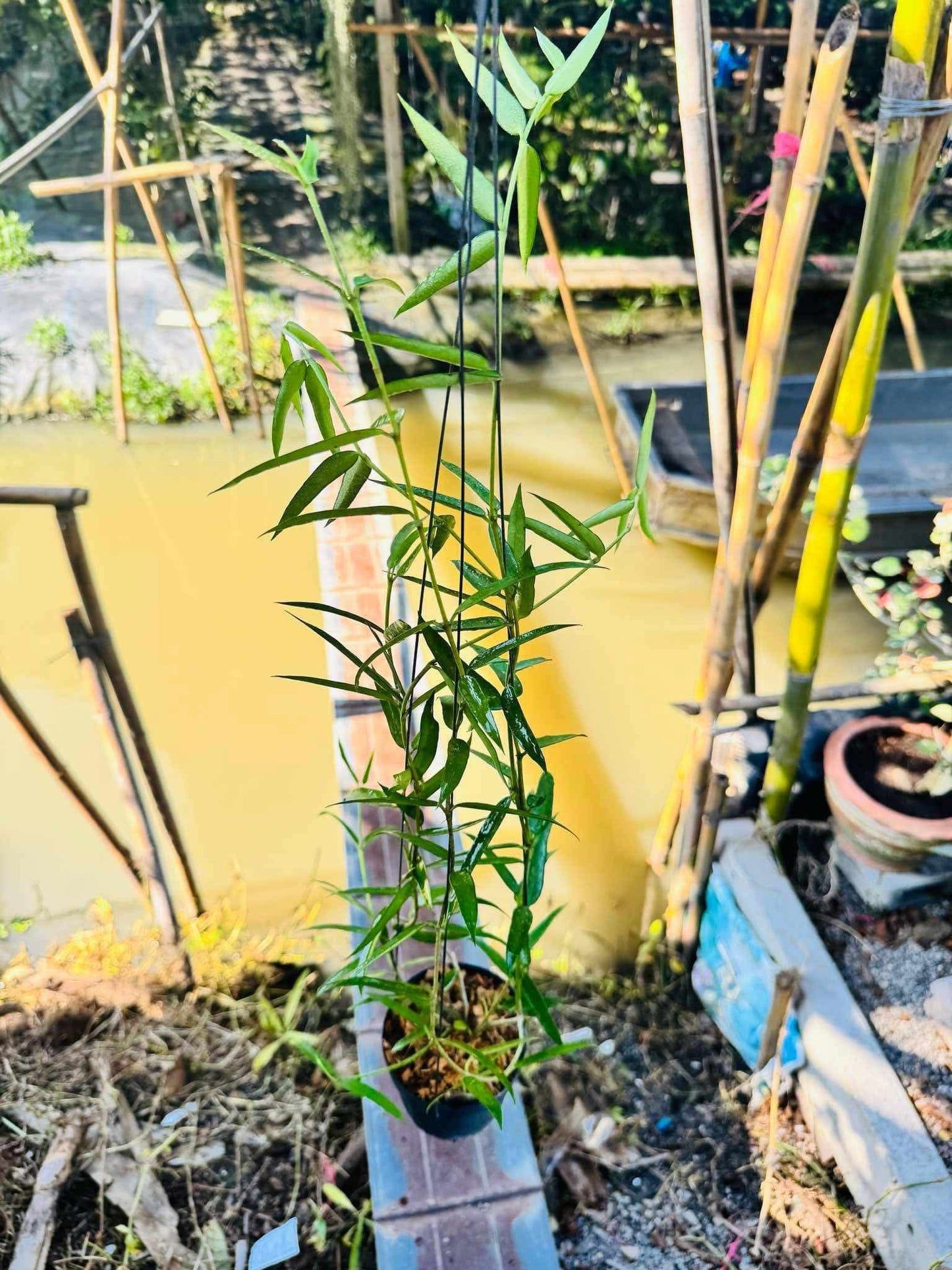 Rare Plant pre orders from Fuzzy Roots