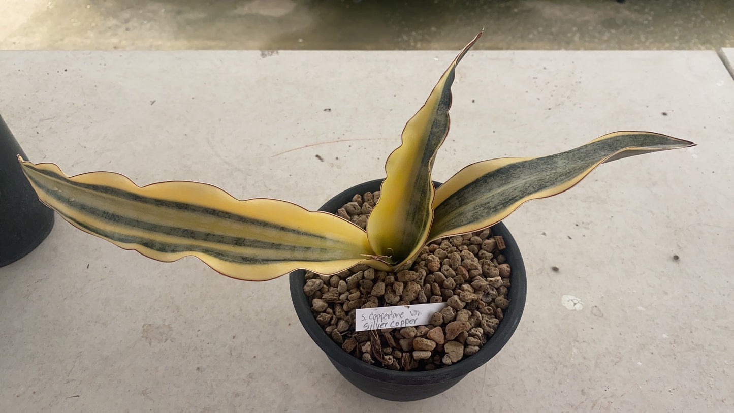 Rare Plant pre orders from Fuzzy Roots