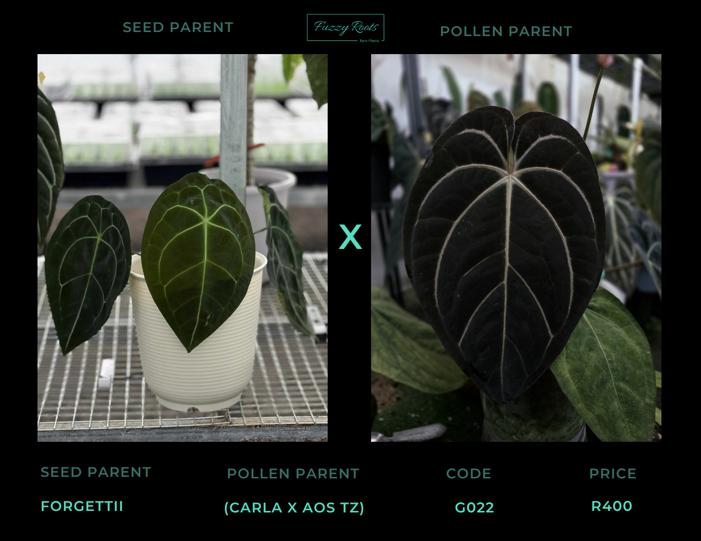 Rare Anthurium seed or seedling hybrids pre orders for Fuzzy Roots