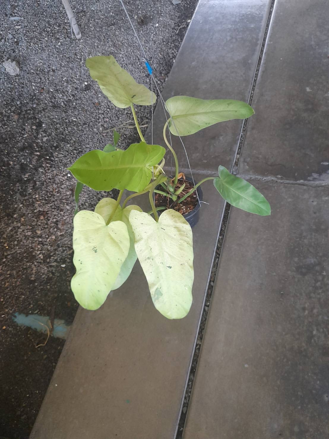 Rare Plant pre orders from Fuzzy Roots