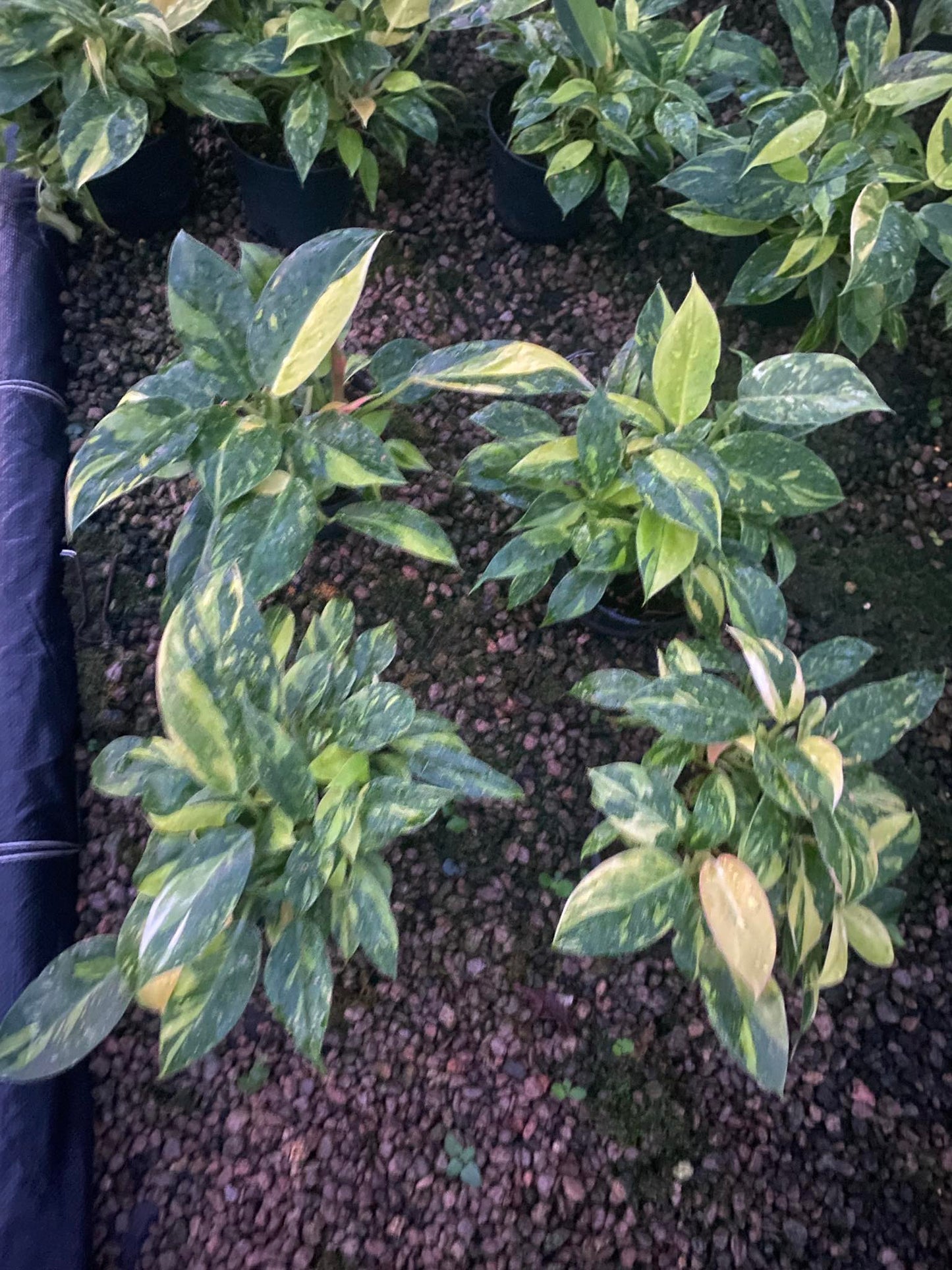 Rare Plant pre orders from Fuzzy Roots