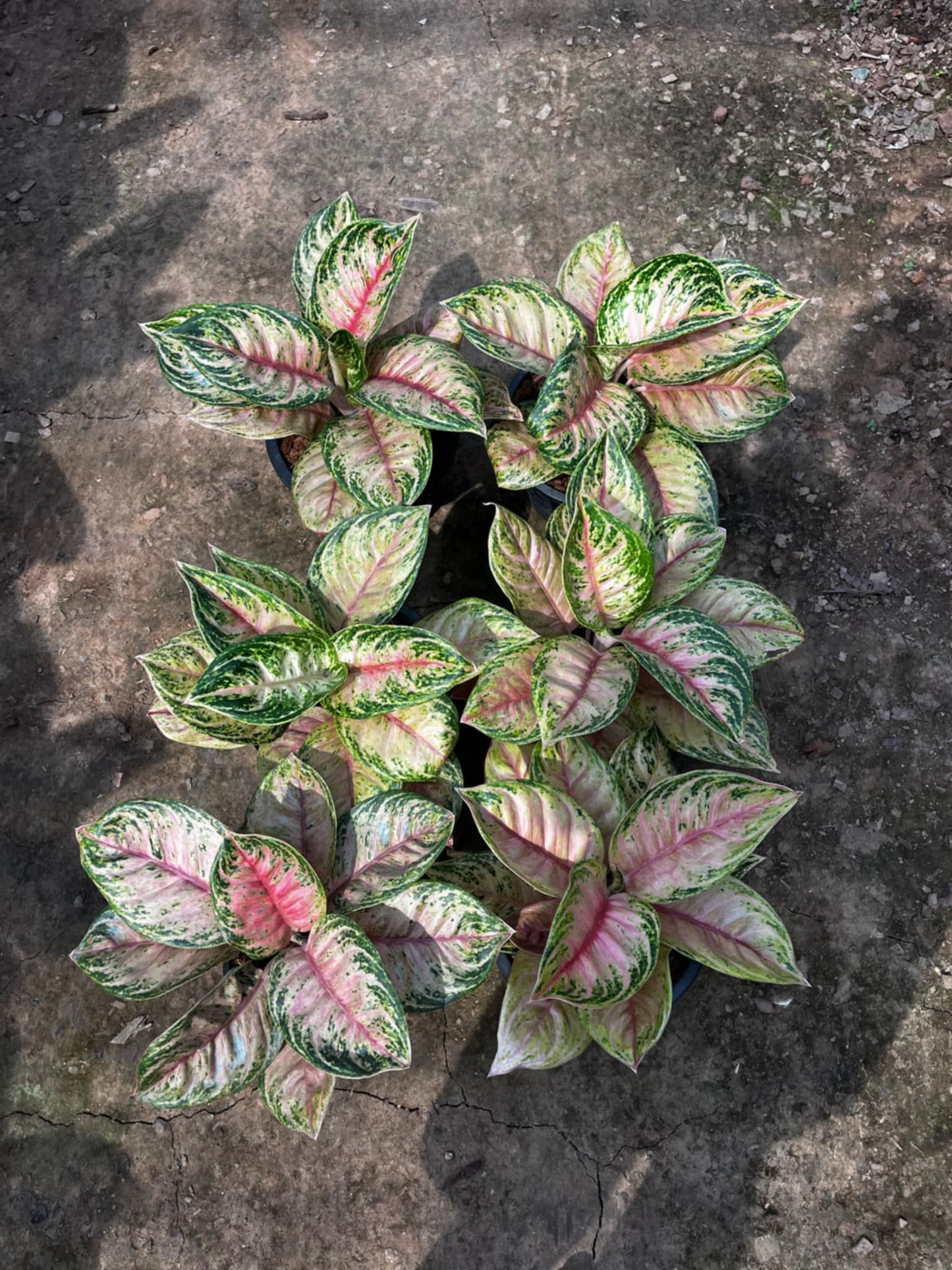 Rare Plant pre orders from Fuzzy Roots