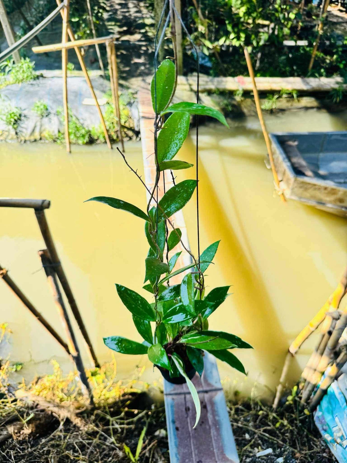 Rare Plant pre orders from Fuzzy Roots