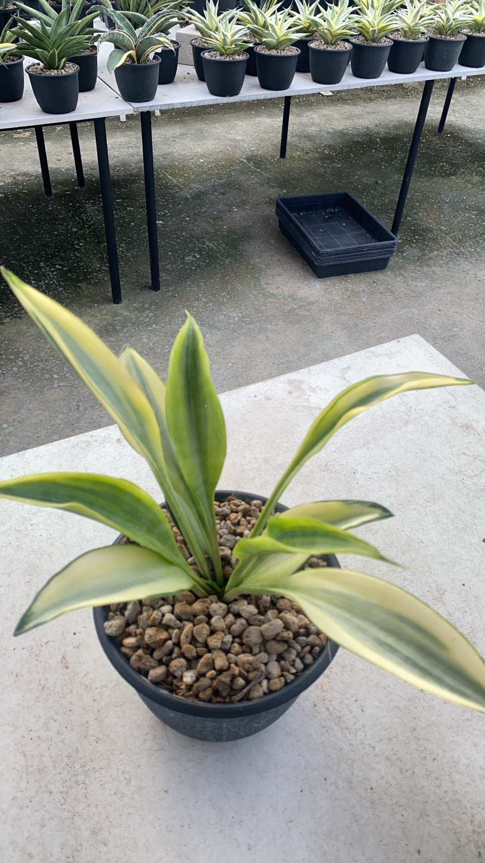 Rare Plant pre orders from Fuzzy Roots