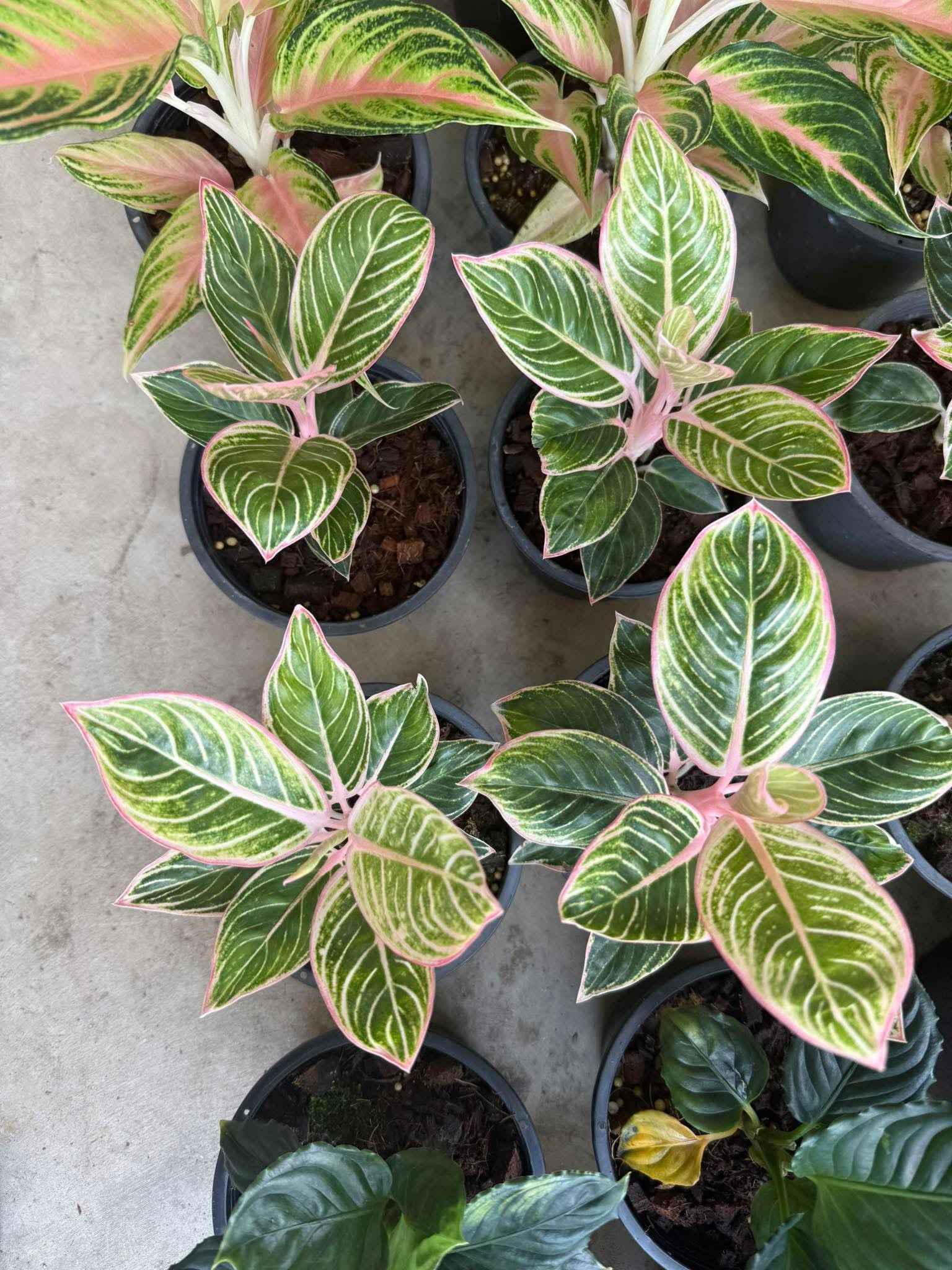aglaonema minion Rare Plant Fuzzy Roots