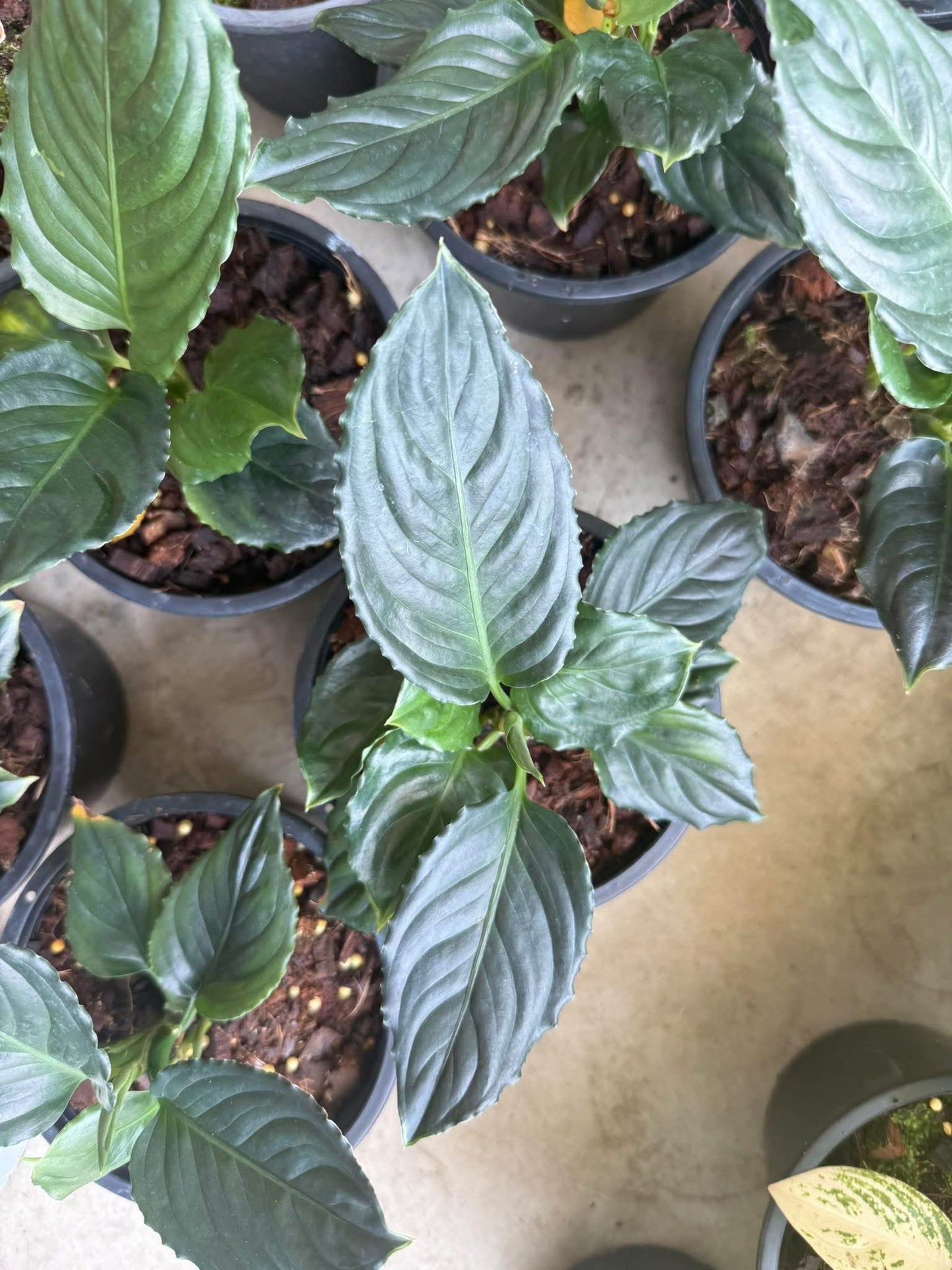 Rare Plant pre orders from Fuzzy Roots
