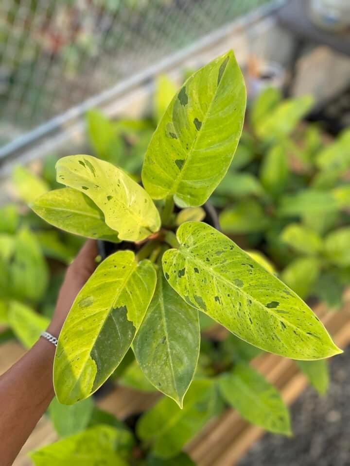 Rare Plant pre orders from Fuzzy Roots