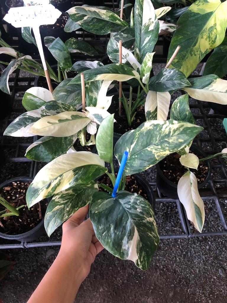Rare Plant pre orders from Fuzzy Roots